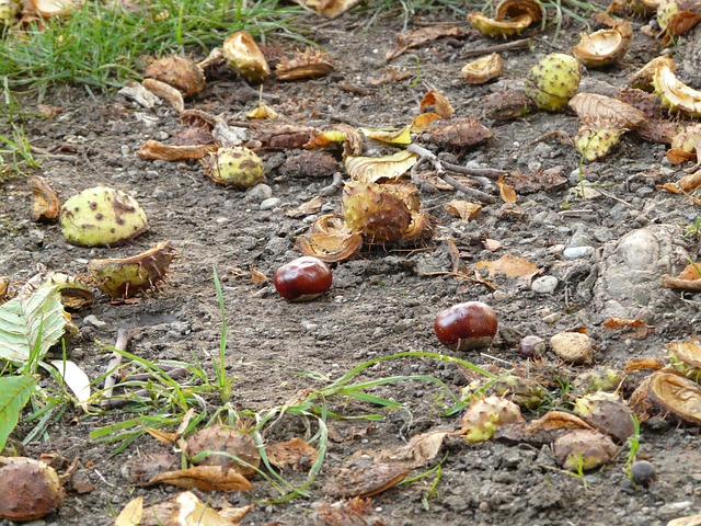 Buckeye