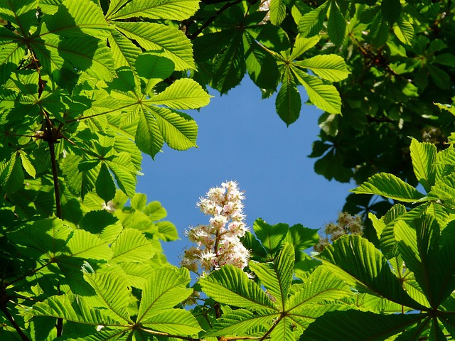 Buckeye