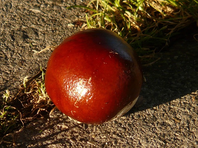 Buckeye