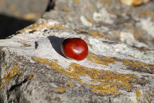 Buckeye