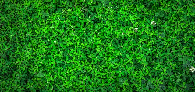 Eco-Landscaping
