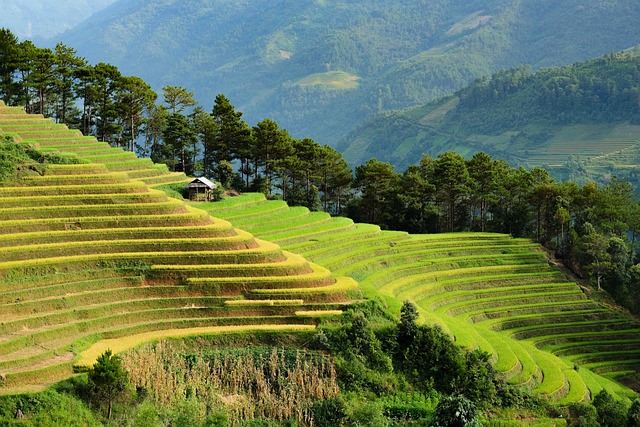 Eco-Landscaping