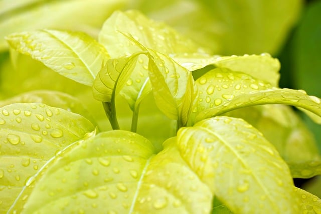eco-landscaping-640x480-68989973.jpeg