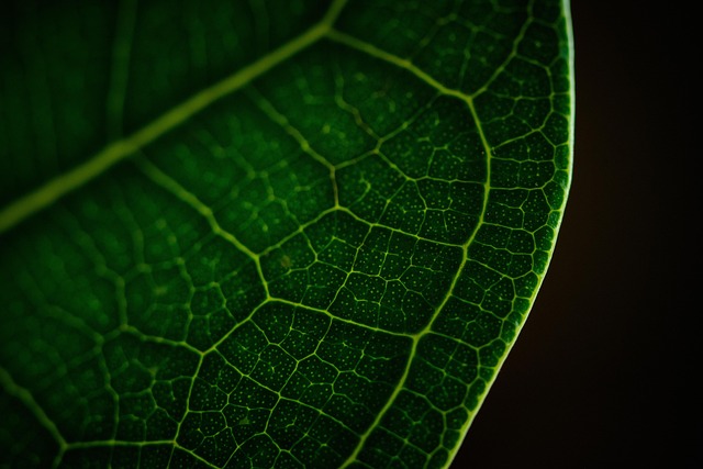 Elevate Real Estate Value with Mulch & Drip Irrigation