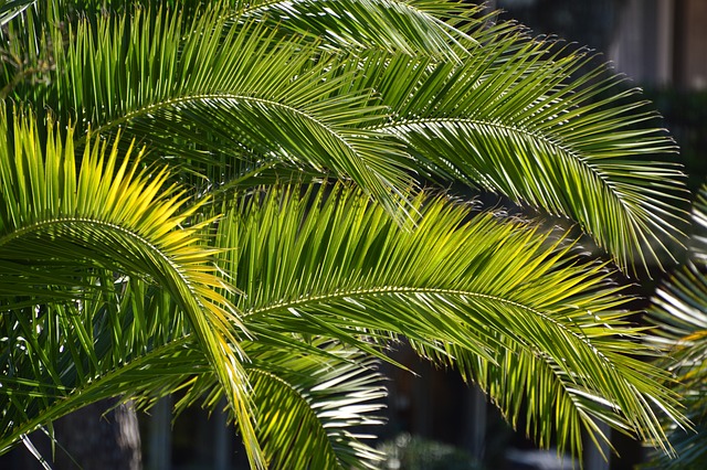 Eco-Landscaping