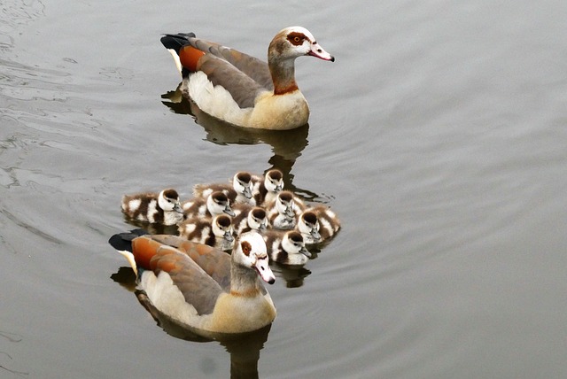 Multi-Family