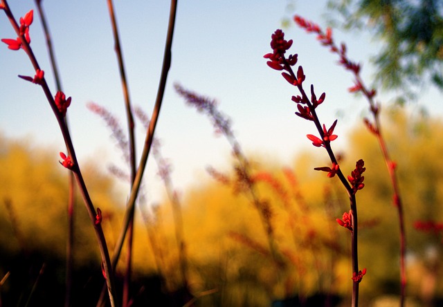scottsdale-640x480-39457201.jpeg