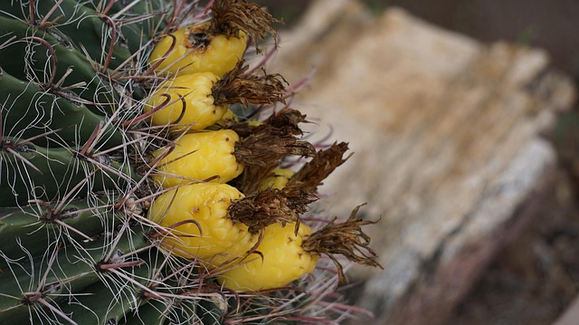 tucson-640x480-7683980.jpeg