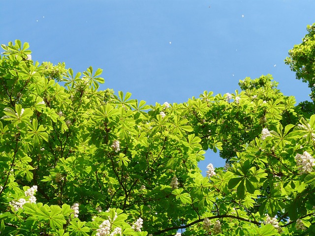 Buckeye