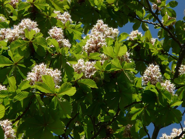 buckeye-640x480-62112970.jpeg