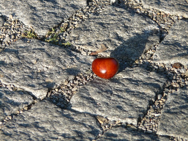 buckeye-640x480-69647501.jpeg