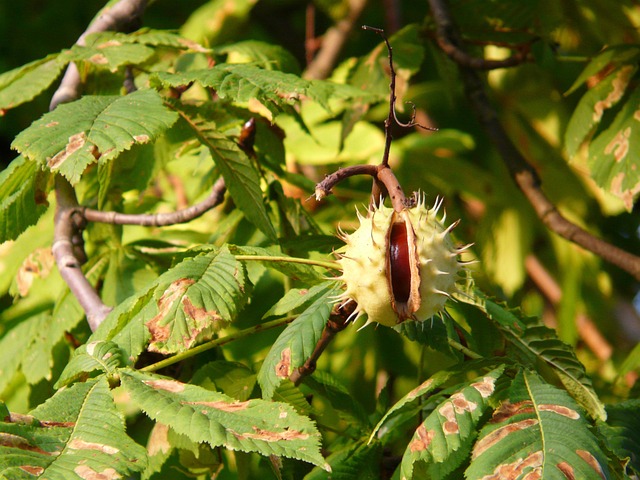 Buckeye
