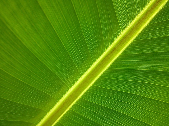 eco-landscaping-640x480-48248535.jpeg