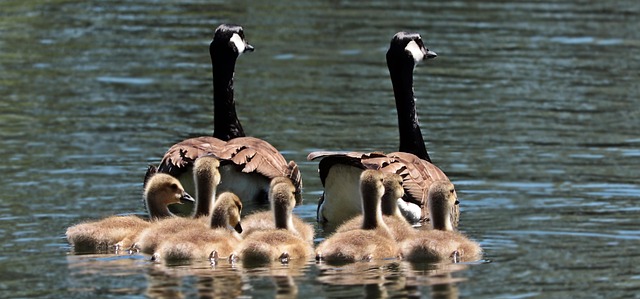 Multi-Family