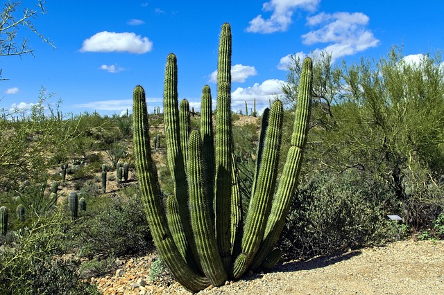 Tucson Real Estate: Unlocking Trends Near University of Arizona