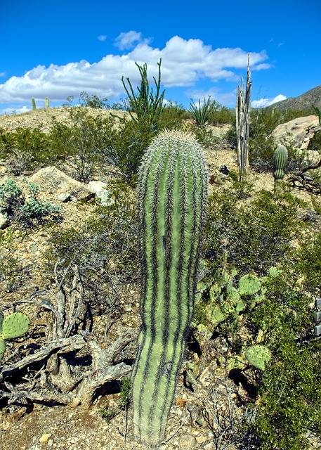 tucson-640x480-68474221.jpeg