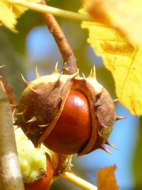 buckeye-640x480-39513731.jpeg