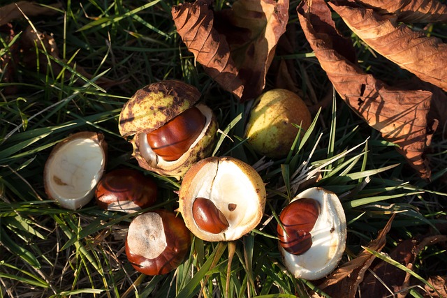 buckeye-640x480-6344890.jpeg