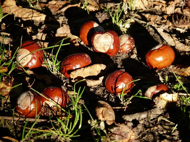 Buckeye