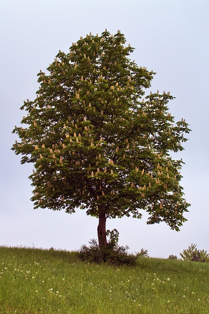 Buckeye