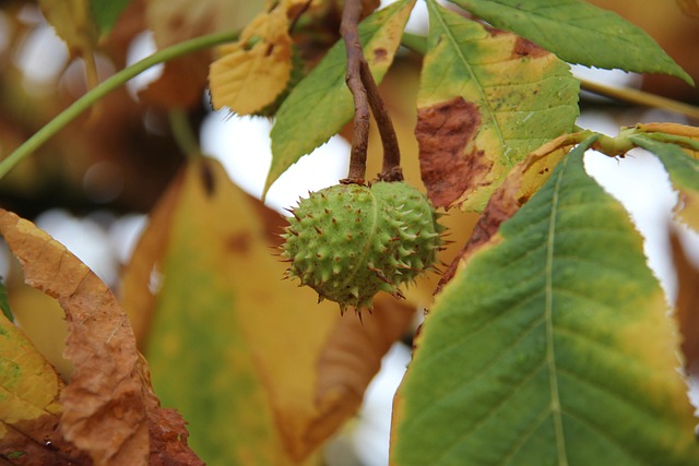 buckeye-640x480-98697066.jpeg