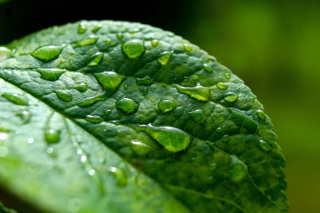 eco-landscaping-640x480-46203711.jpeg