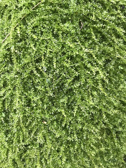 Green-Building