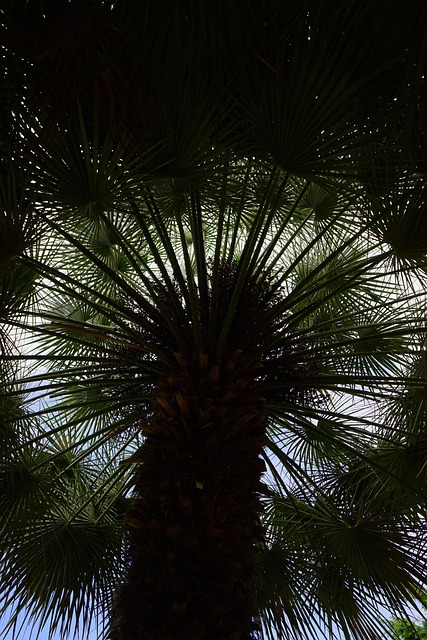 phoenix-640x480-60971698.jpeg