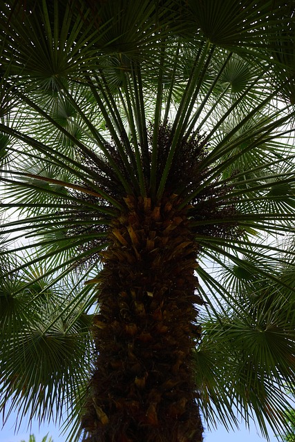 phoenix-640x480-76557418.jpeg