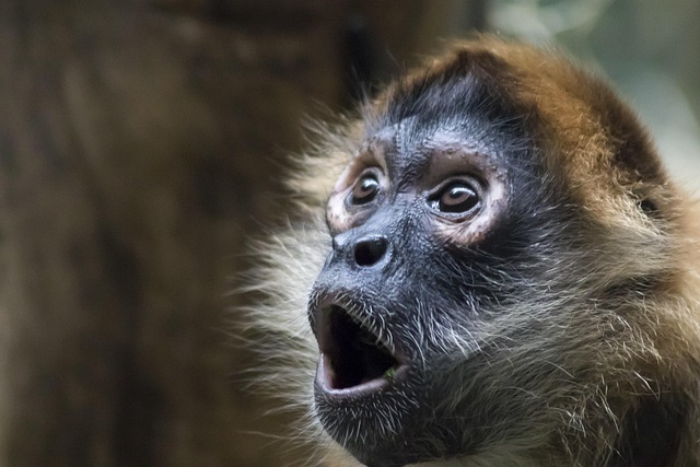 surprise-640x480-23075486.jpeg