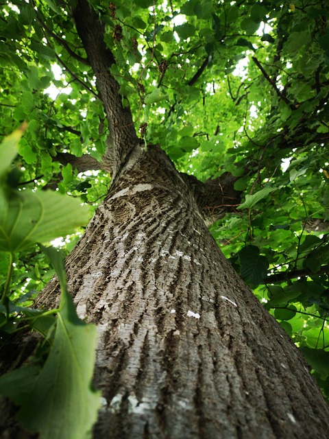Eco-Landscaping