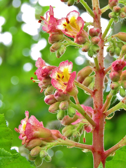 Buckeye