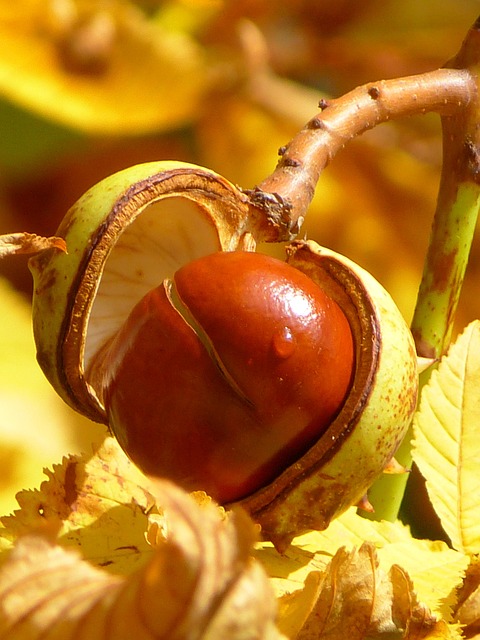 Buckeye