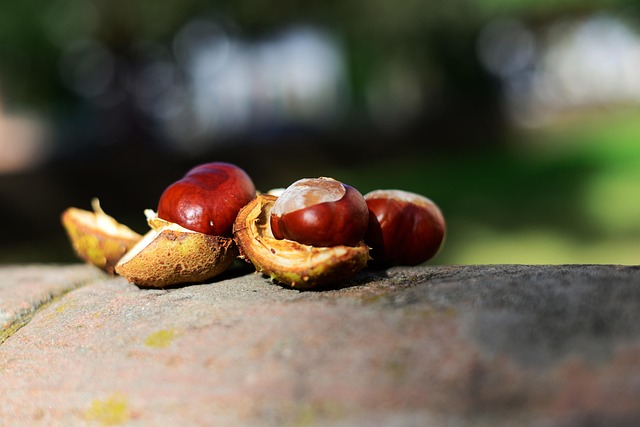 buckeye-640x480-32513262.jpeg