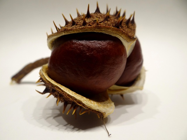 buckeye-640x480-39692446.jpeg