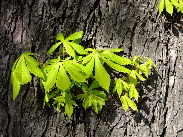 buckeye-640x480-46947930.jpeg