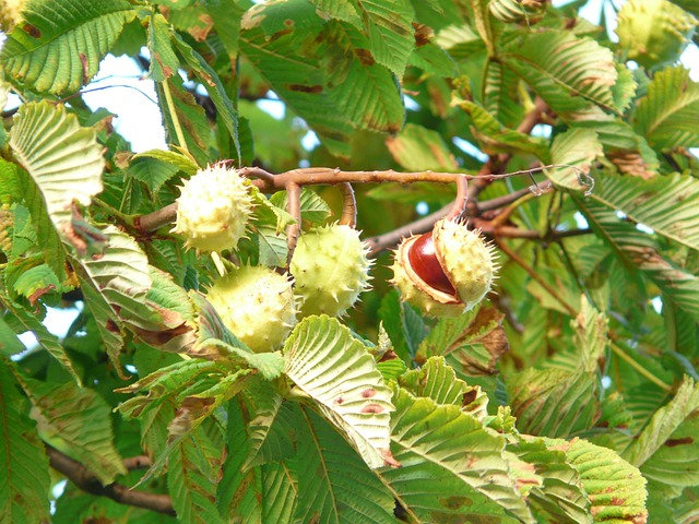 buckeye-640x480-48160902.jpeg