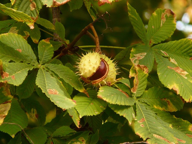 Buckeye