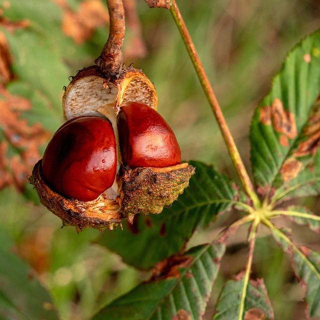 Buckeye