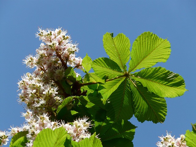 Buckeye