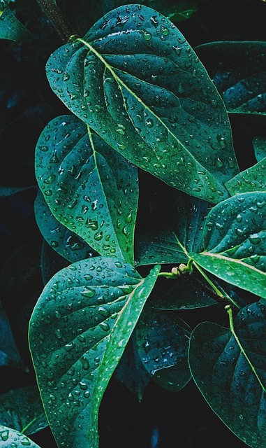 eco-landscaping-640x480-27312403.jpeg