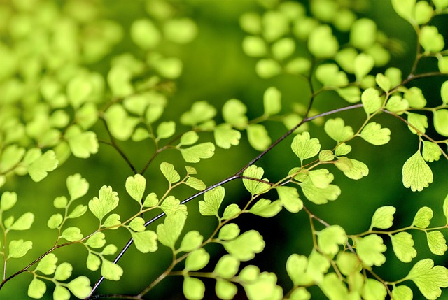 eco-landscaping-640x480-47692270.jpeg