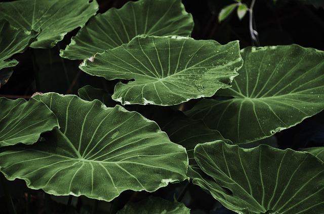 eco-landscaping-640x480-67440396.jpeg