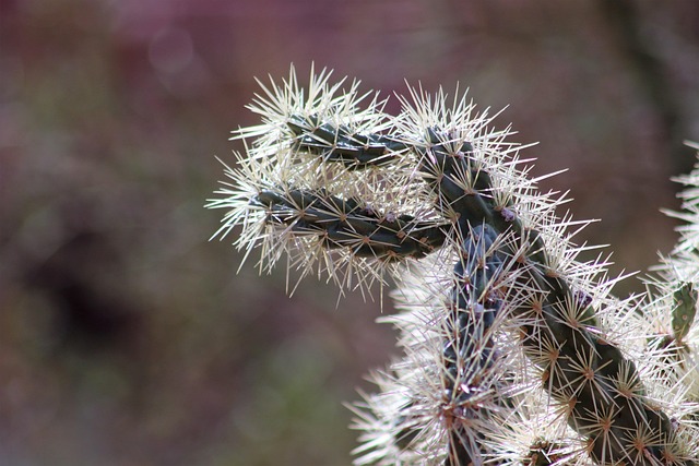 scottsdale-640x480-35980159.jpeg