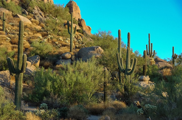 scottsdale-640x480-84069010.jpeg