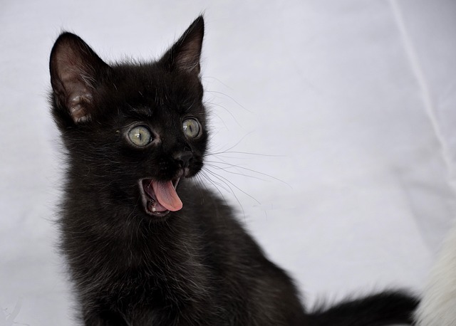 surprise-640x480-22393993.jpeg