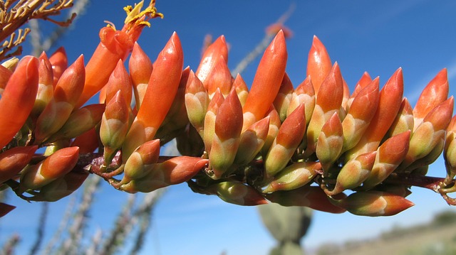 tucson-640x480-50005777.jpeg