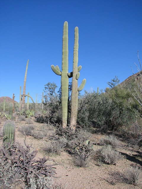 tucson-640x480-51038454.jpeg
