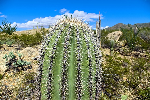 tucson-640x480-53587064.jpeg