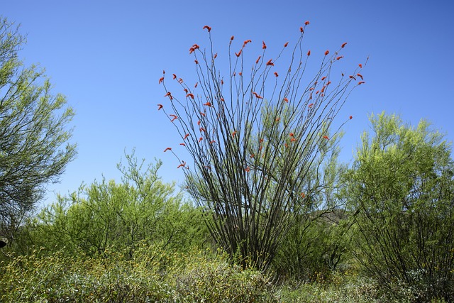 Tucson